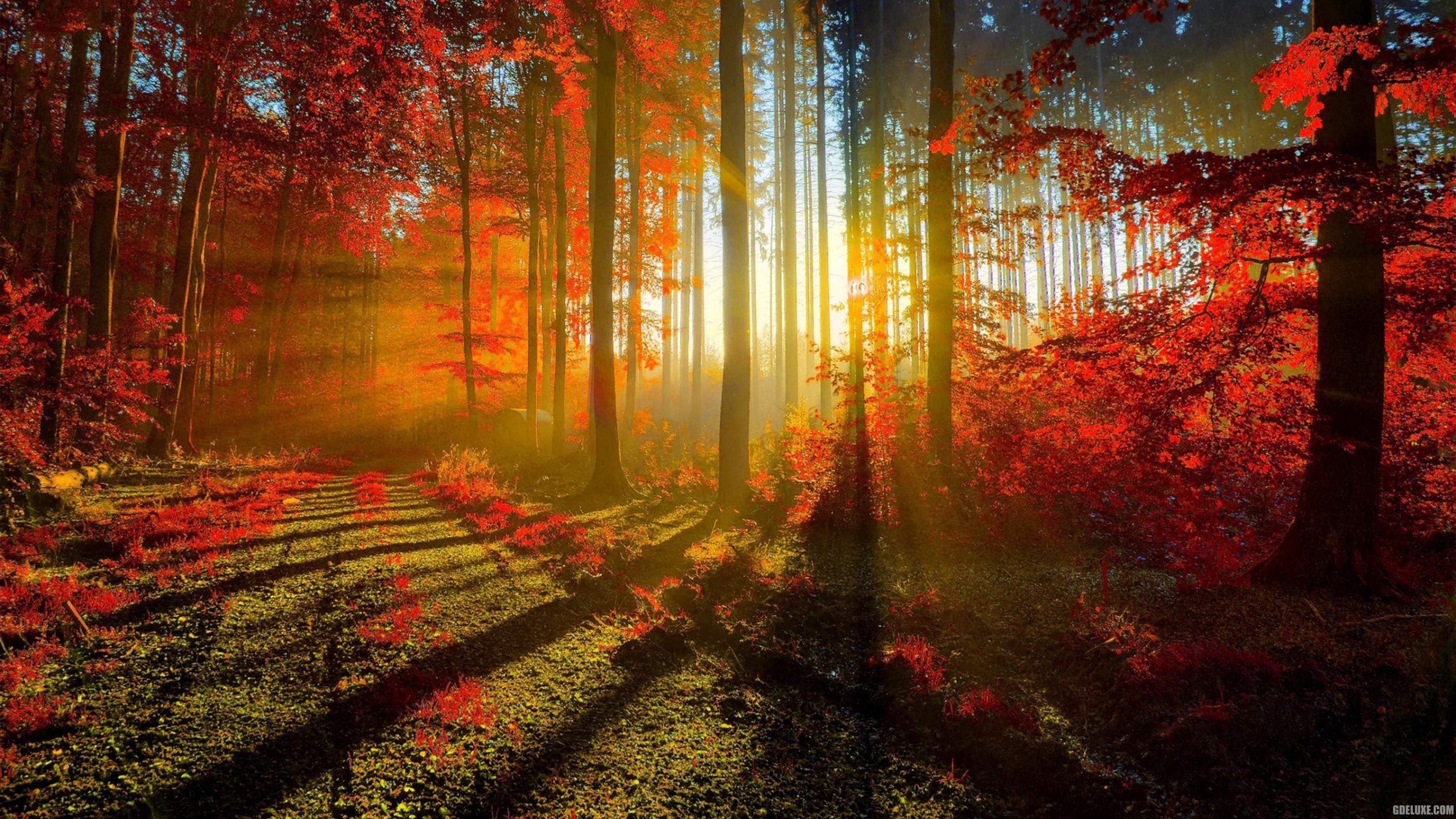 QHD Wallpapers for PC - WallpaperSafari