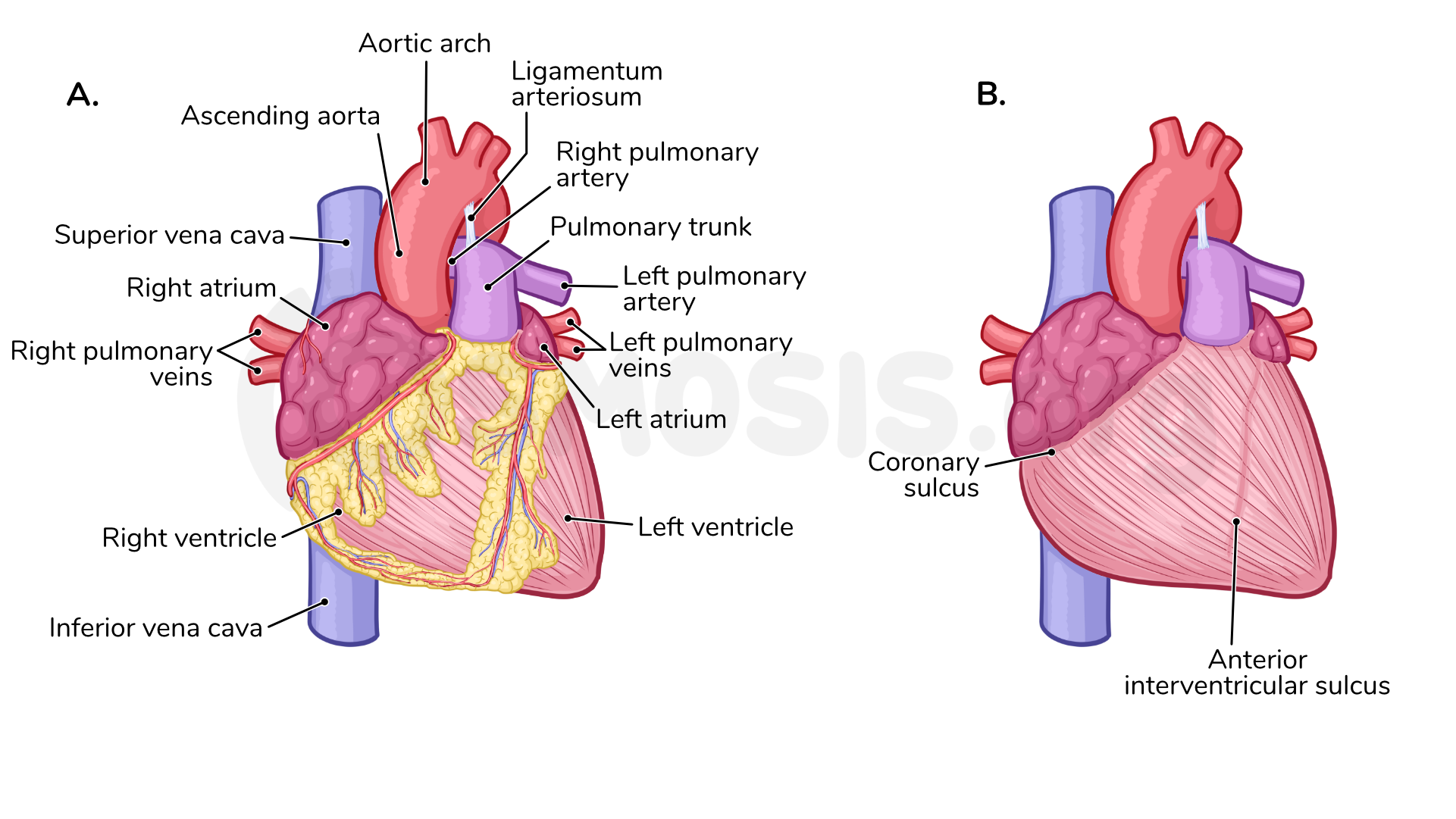 Anatomy of the heart | Osmosis