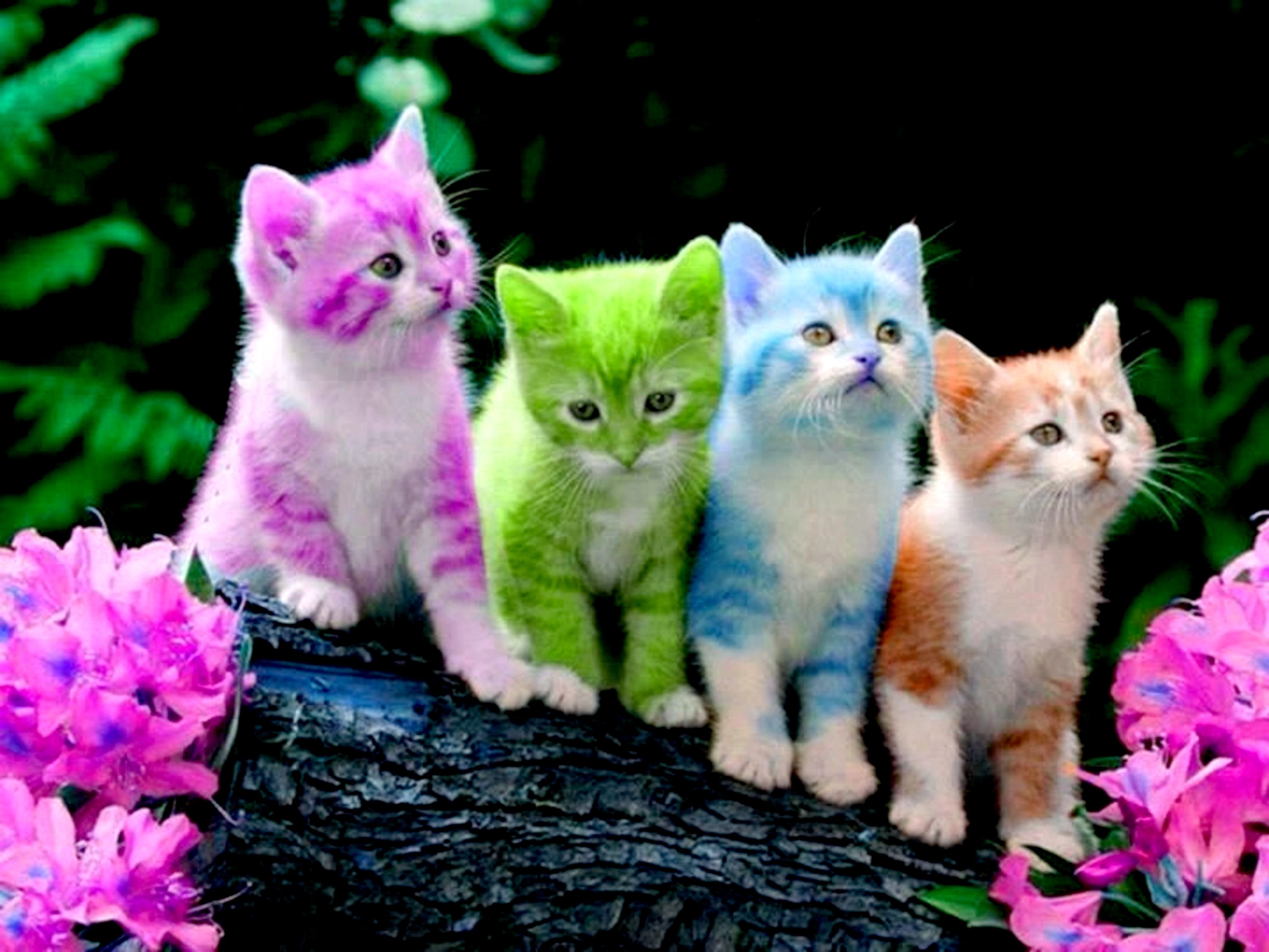 Cute Kitten Wallpapers ·① WallpaperTag