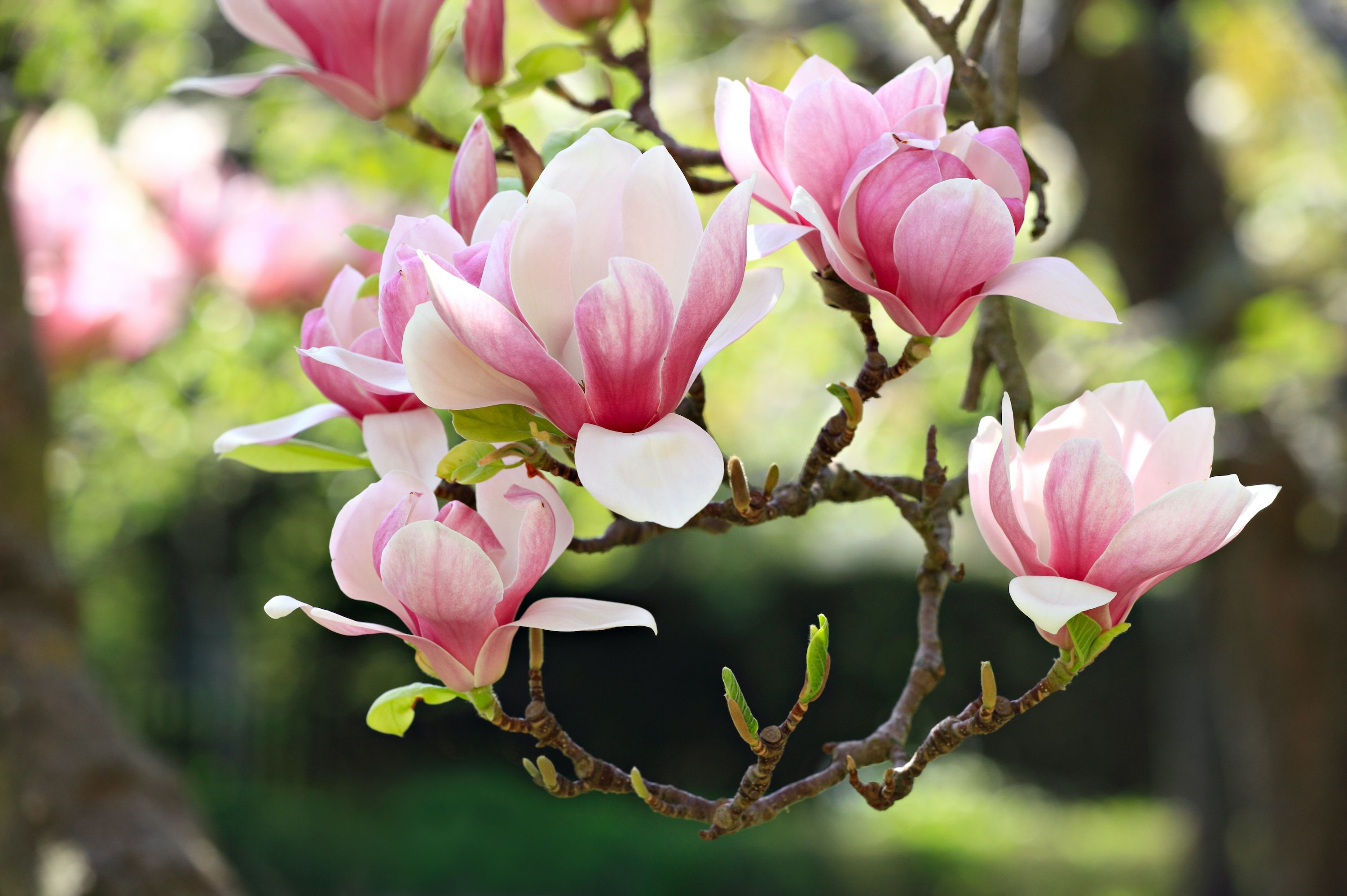 Chinese Magnolia Tree