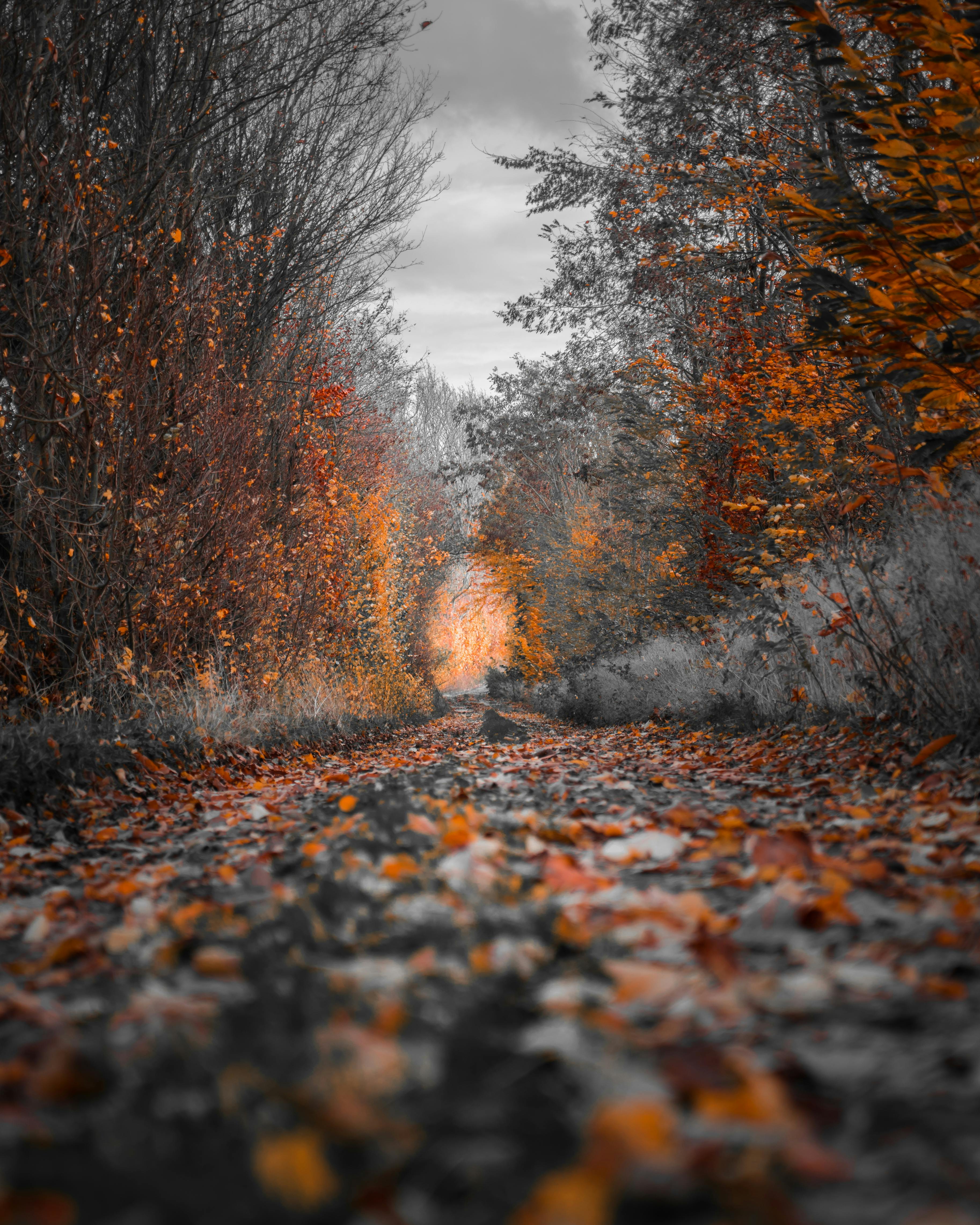 HD Wallpapers · Pexels