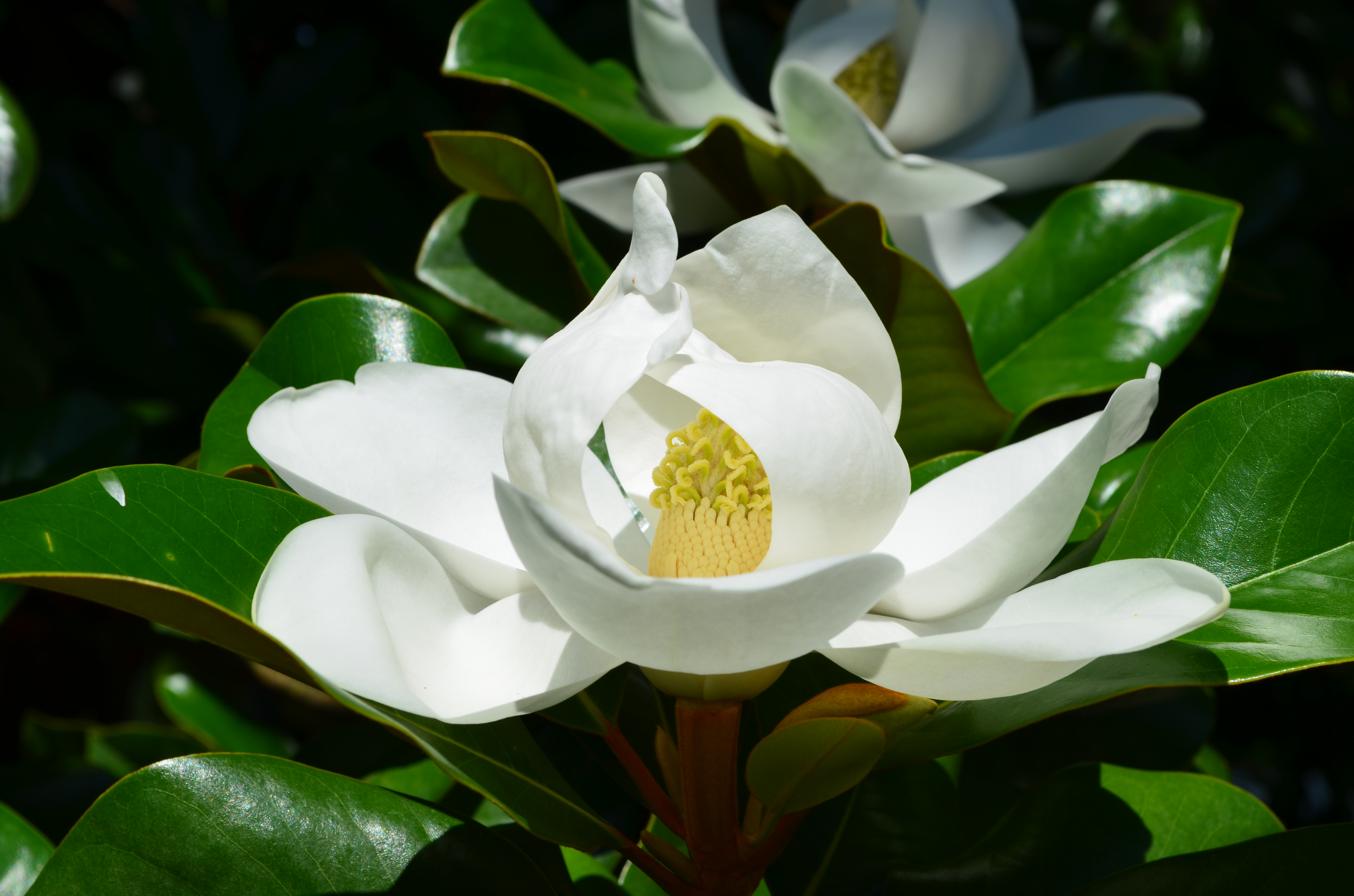 5 Lessons I Learned at Lewis Ginter Botanical Garden - Lewis Ginter