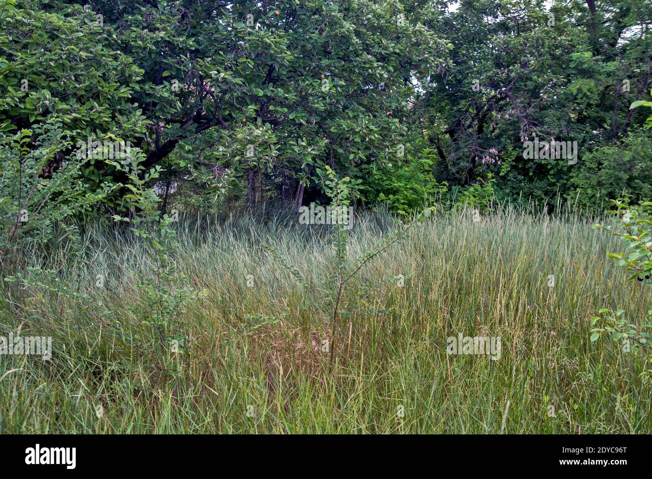 Beautiful landscape meadow full hi-res stock photography and images - Alamy
